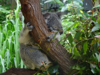 Australie - Sleeping while everybody is busy
