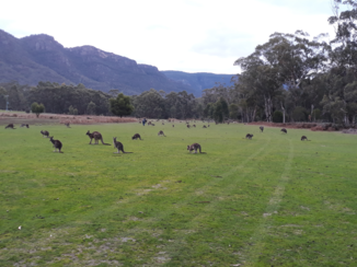 Australie - Kangoeroes Grampians, Australië