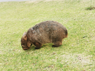 Australie - Wombat