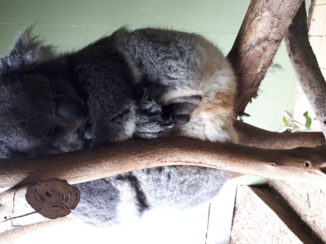 Tasmanië - Slapende koala