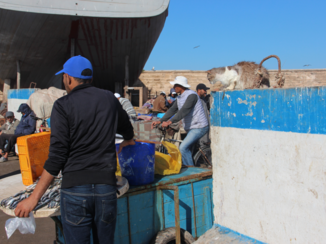 Sawadee - Catching a fish