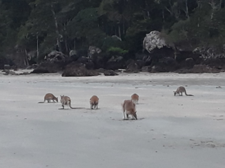 Australie - Jumping jacks