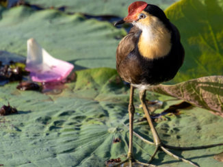 Kakadu National Park - Een van de vele vogels in Kakadu