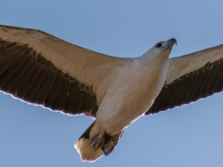 Kakadu National Park - White Bellied Sea Eagle