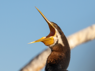 Kakadu National Park - Foto tijdens de Yellow Water Cruise