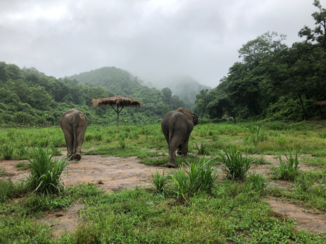 ANWB Vakantie - Lanna Kingdom Elephant Sanctuary