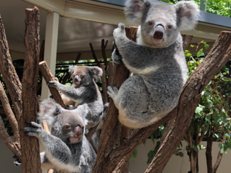 Australie - Koala’s